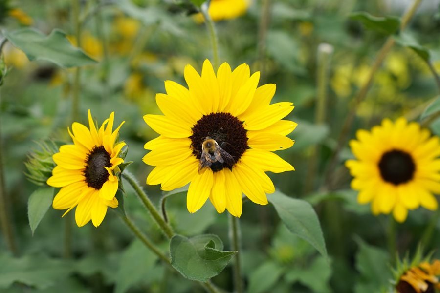 Top reasons why sunflowers are the best flower for your garden