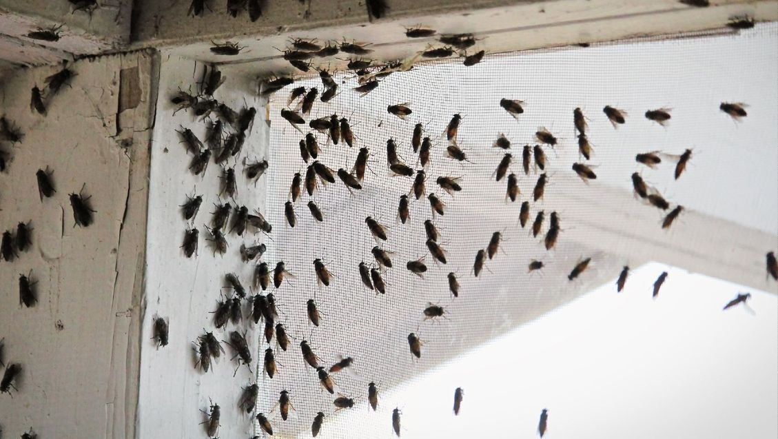 Infestation Problem In The Modern Age: Things To Know About Infestation Problems