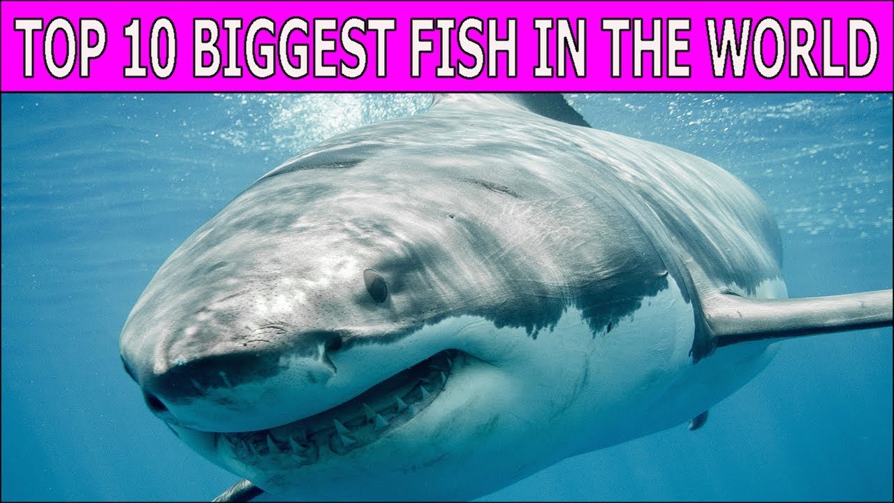 The 10 Biggest Fish in the World