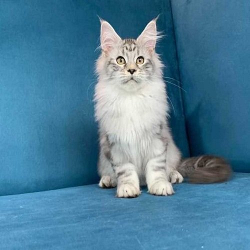 Maine Coon Cats for Sale Near Me: Your Ultimate Guide to Finding a Reputable Breeder and Bringing Home Your New Furry Friend