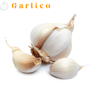 Get the health benefits of garlic without the overpowering taste with elephant garlic.