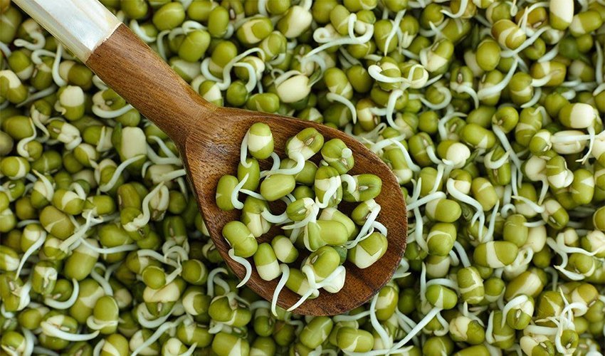 Green gram sprouts are a fantastic food for weight loss.
