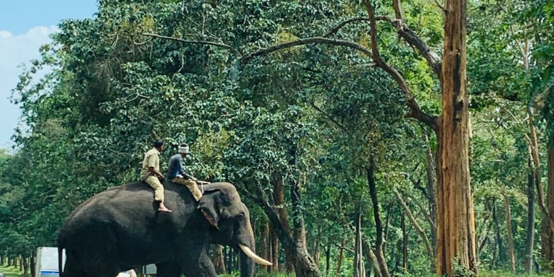 Don’t miss Elephant Ride in Jaipur