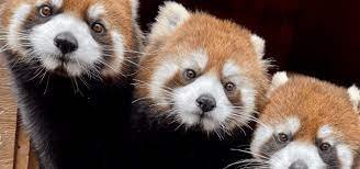 How Much Does A Red Panda Cost To Purchase