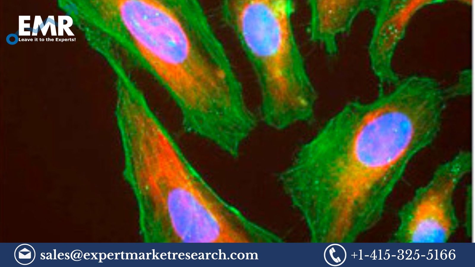 Immunofluorescence Assay Market