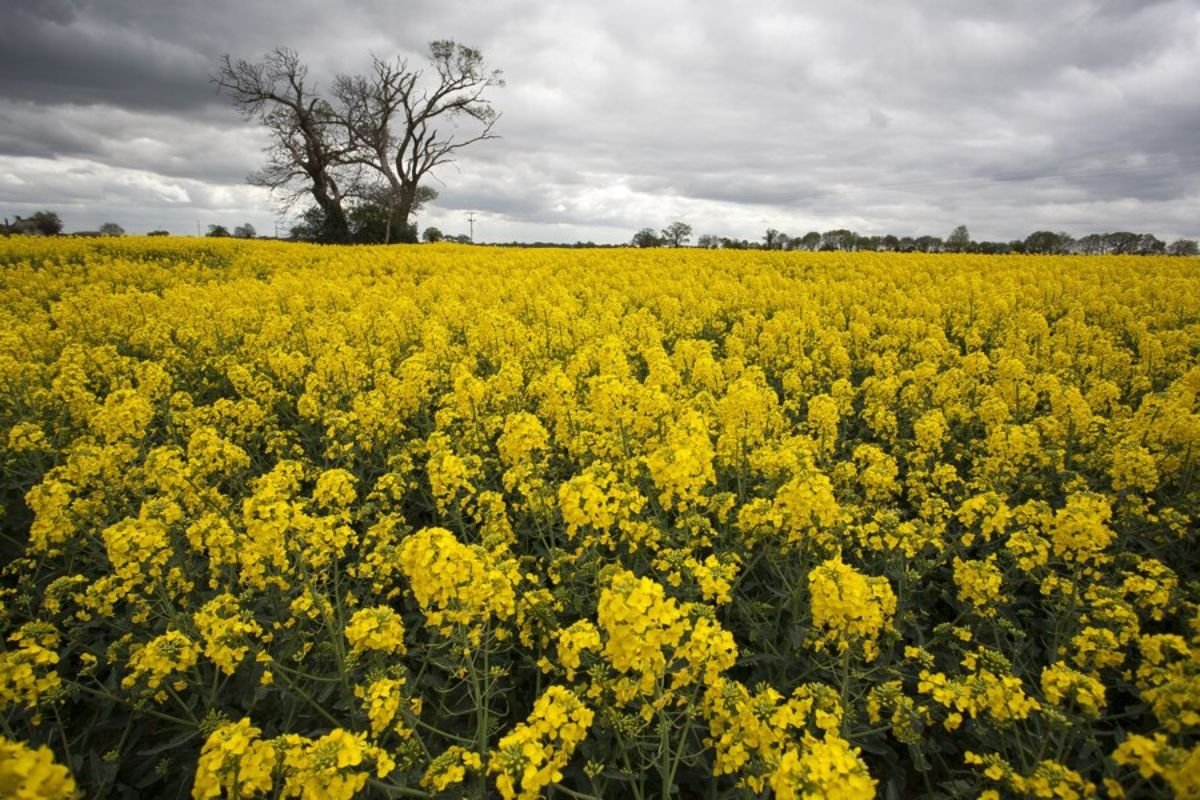 Mustard Farming