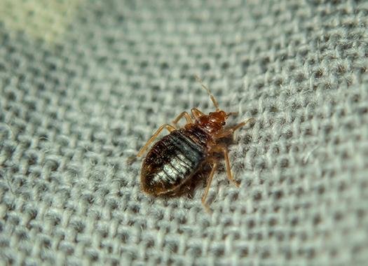 Tampa bed bug