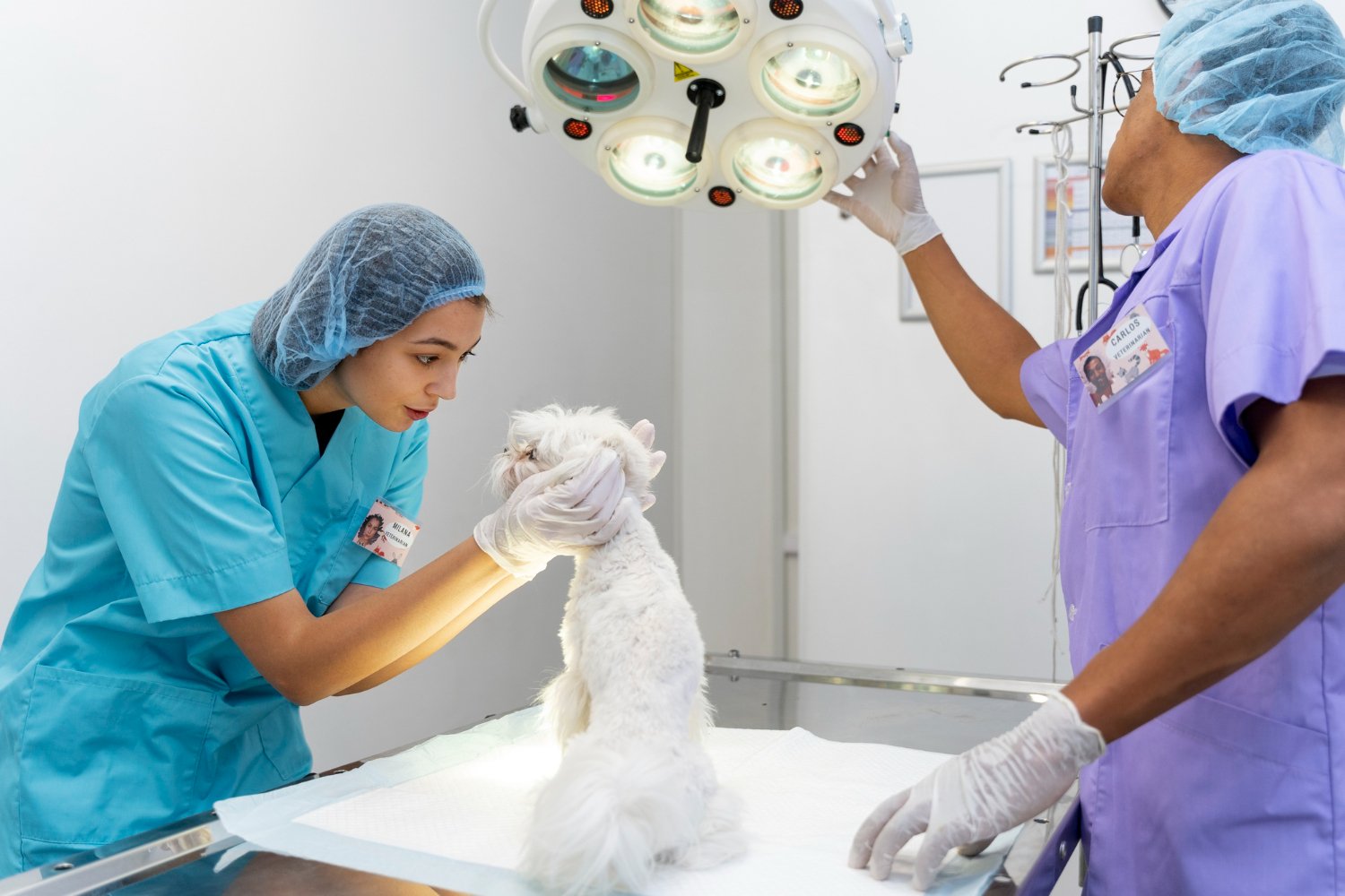 Ranking of Top Animal Surgeries for Maximum Growth