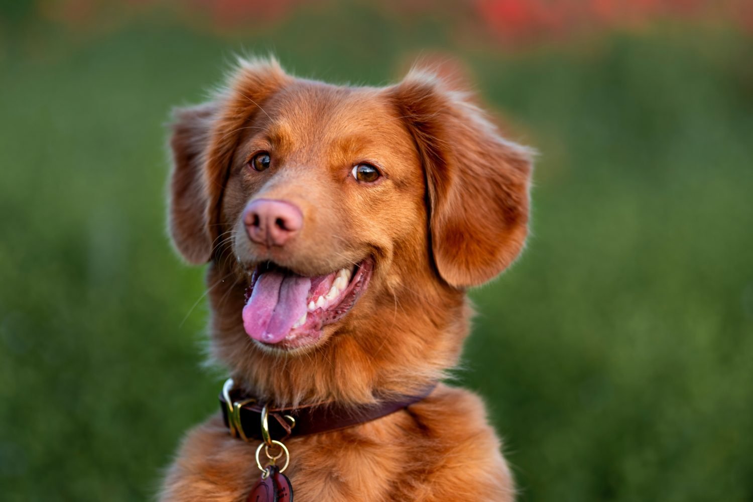 how to survive adolescent dog training