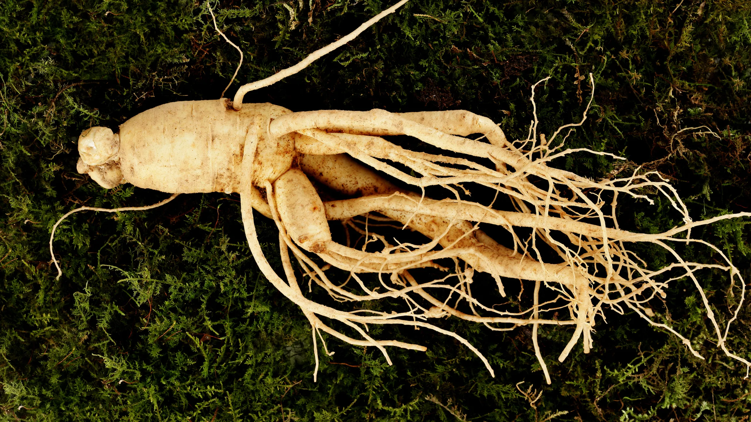 Ginseng For Ed Treatment
