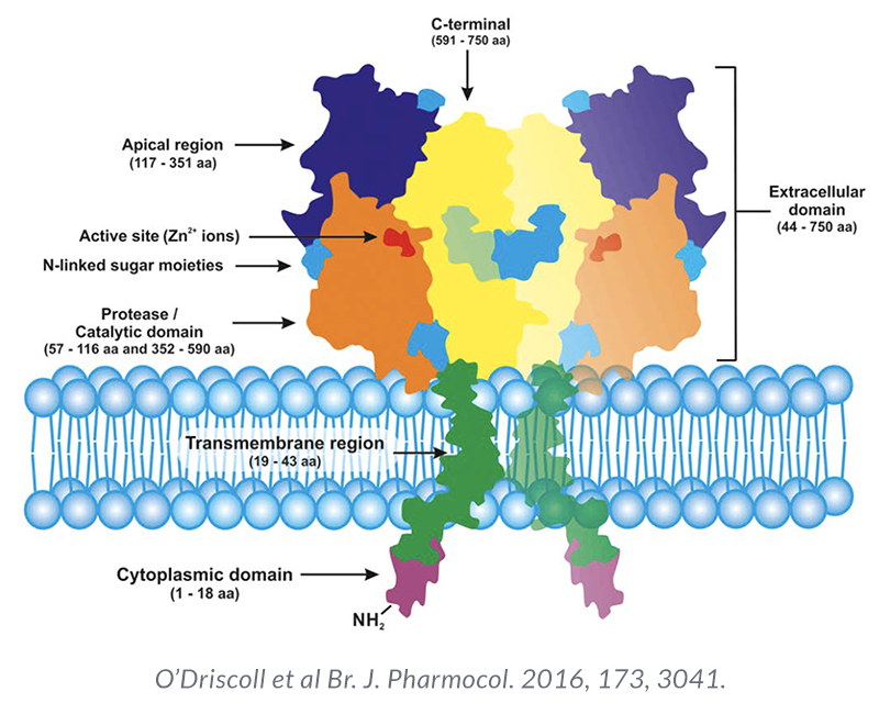 Prostate-specific membrane antigen Alamogordo