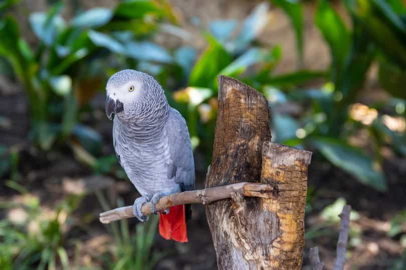 African grey parrots for sale near me