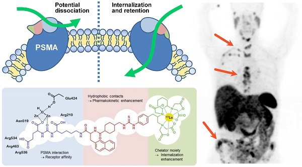 Prostate-specific membrane antigen Alamogordo