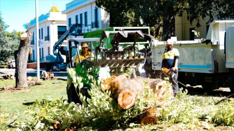 tree removal in canberra