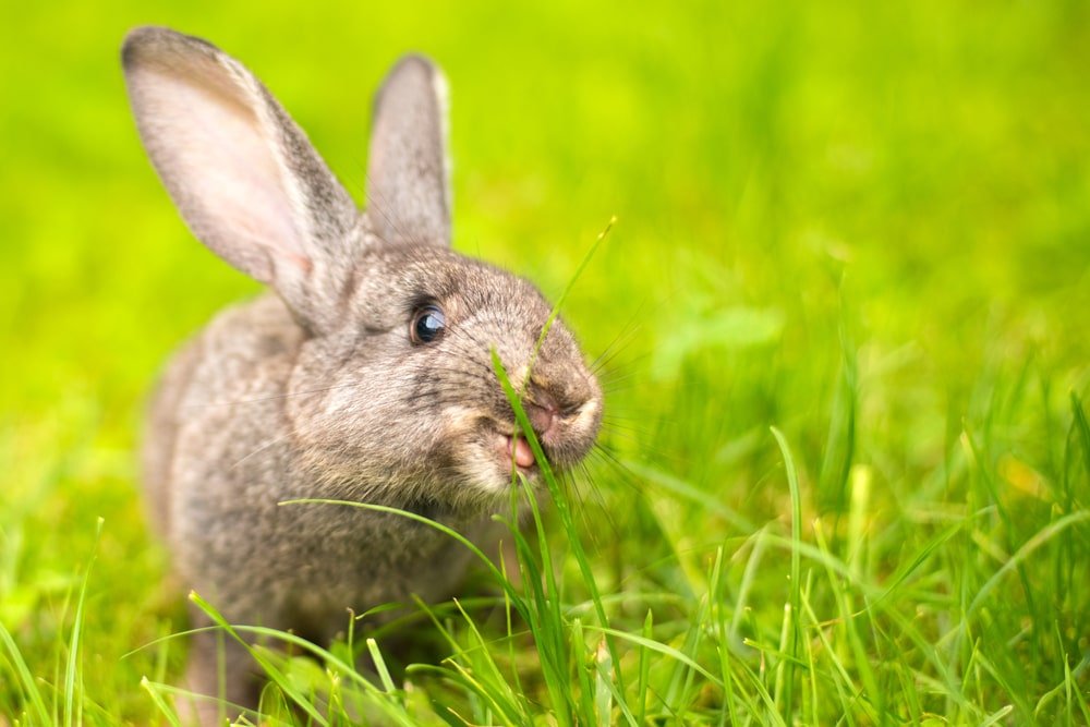 How to Respond to Rabbit Bites: Care and Training Tips