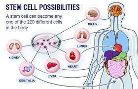 The Perks Of Stem Cells Treatment For A Healthier Body!