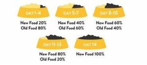 How to Transition Your Pup to Adult Food: A Step-by-Step Guide