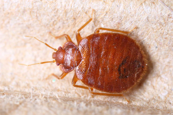 The Ultimate Guide to Bed Bug Control: Everything You Need to Know