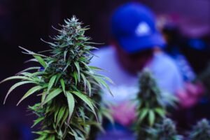Music and Cannabis