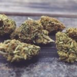 Discover Cannabigerol: Benefits, Uses, and Wellness Potential